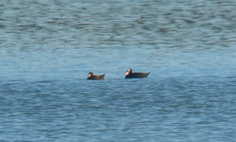 Surf Scoter - ML627883161