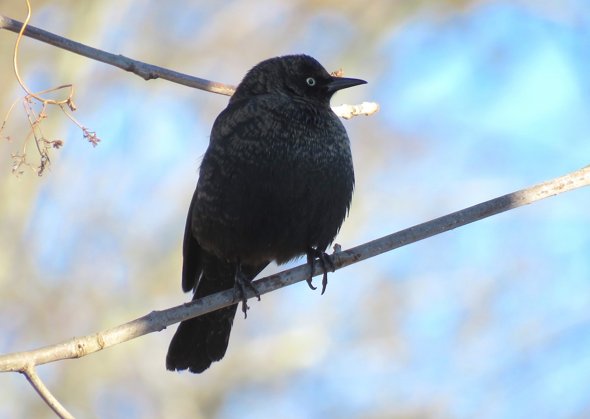 Rusty Blackbird - ML627883184
