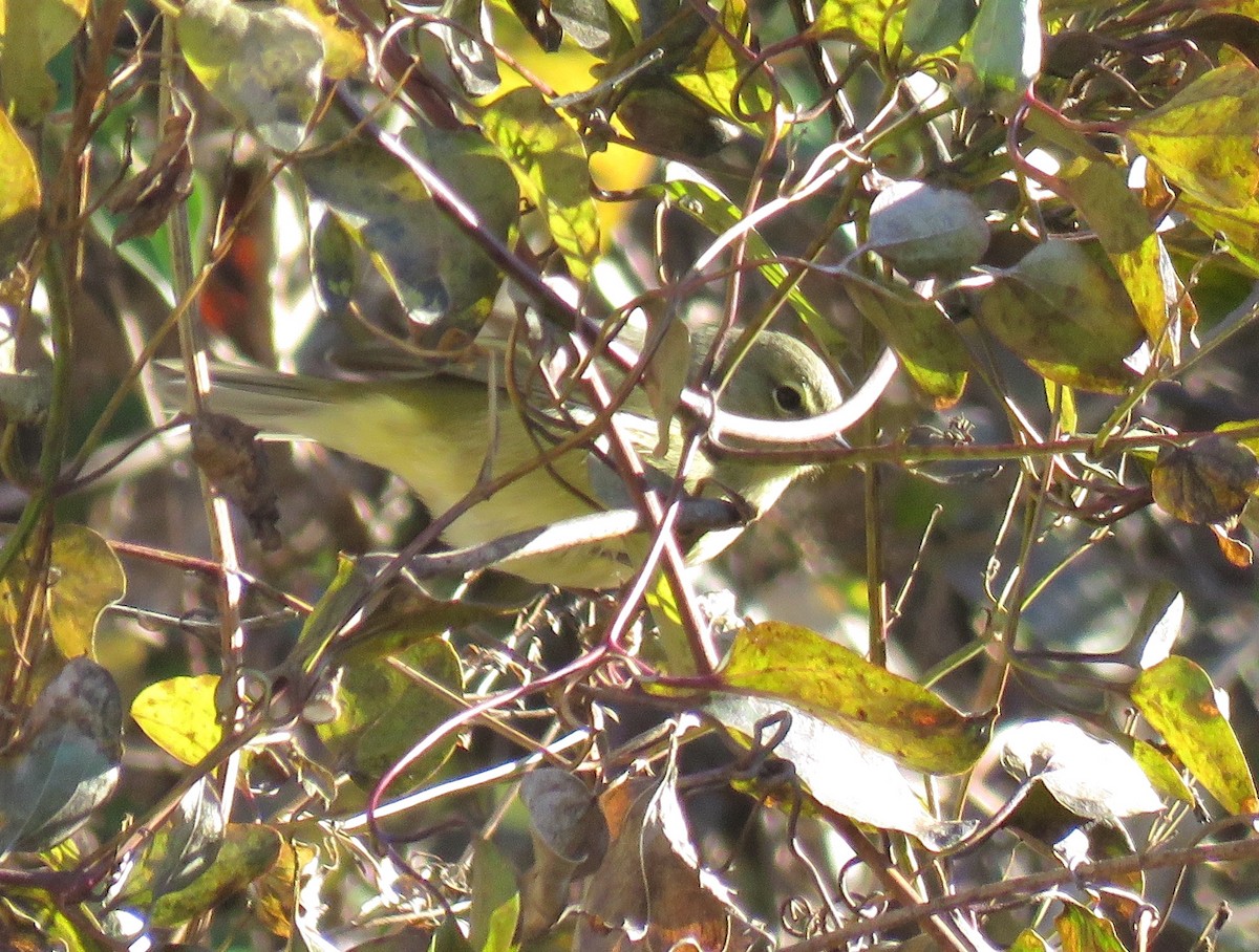 Orange-crowned Warbler - ML627883189