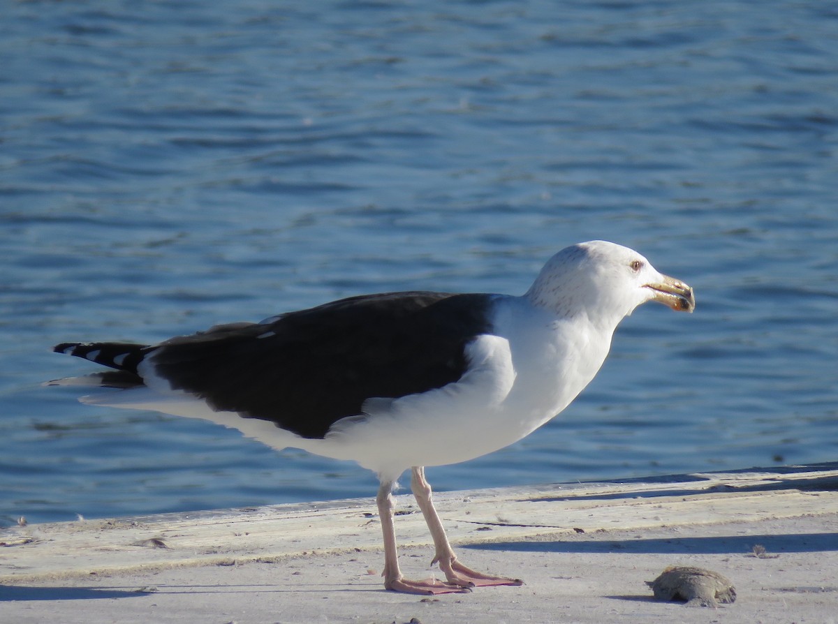 Great Black-backed Gull - ML627883229