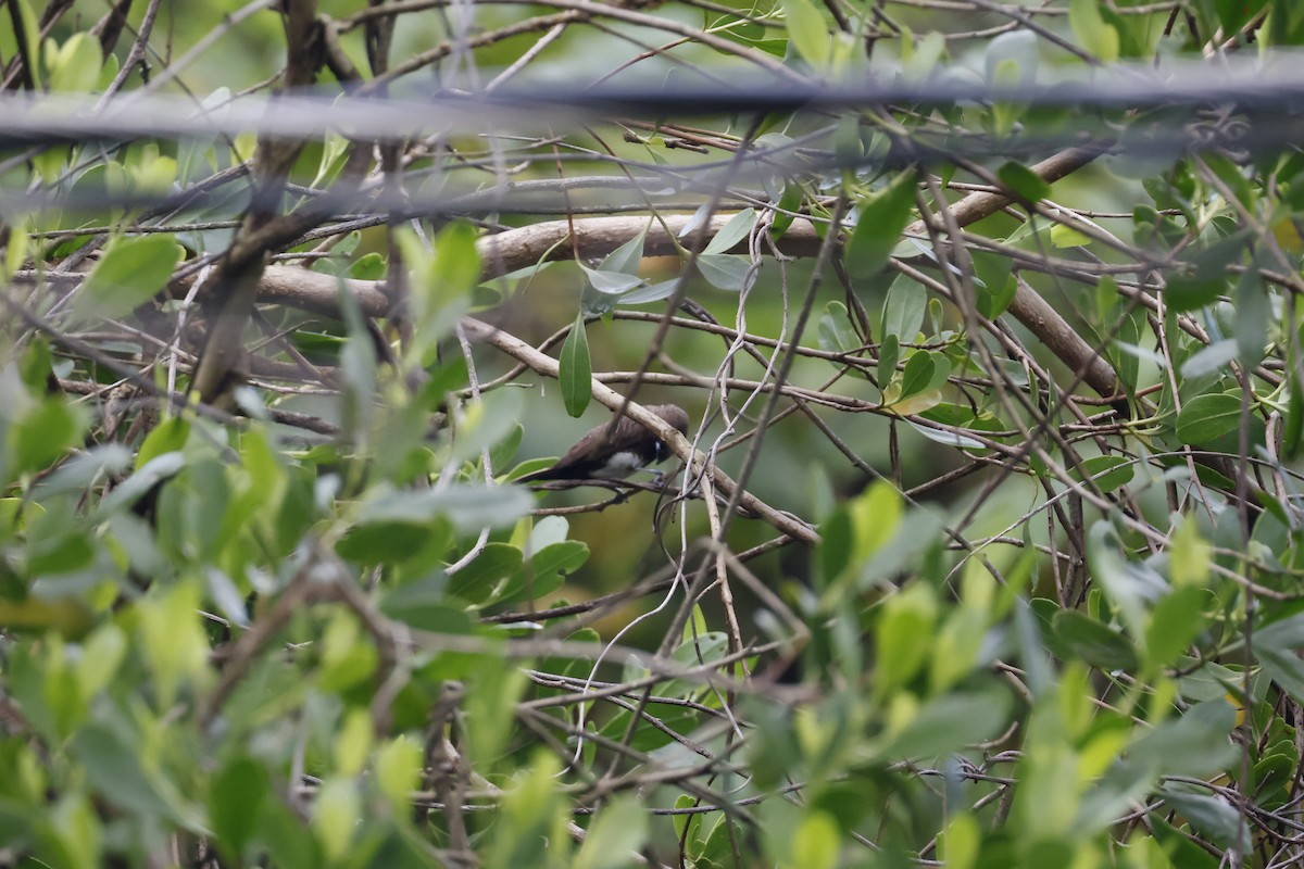 White-bellied Munia - ML627883240