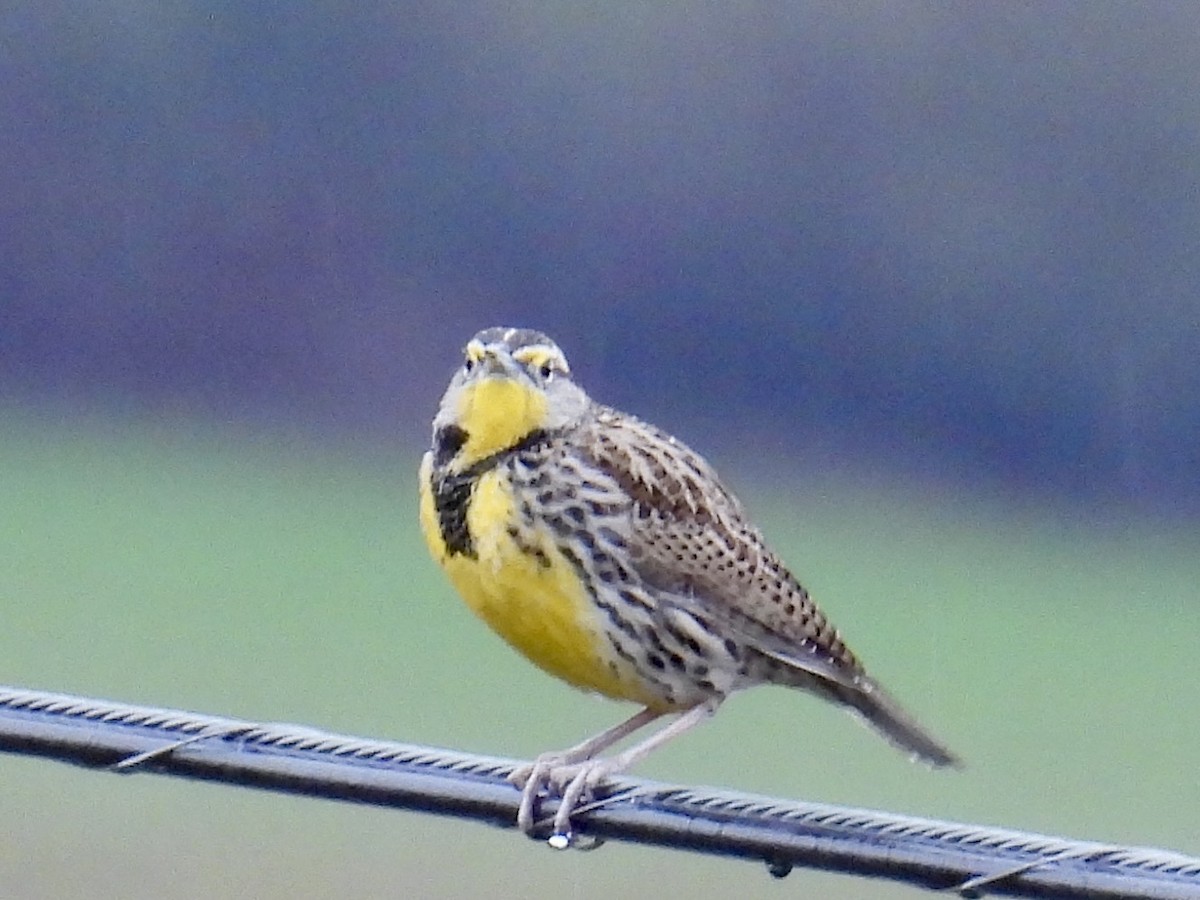 Western Meadowlark - ML627883279