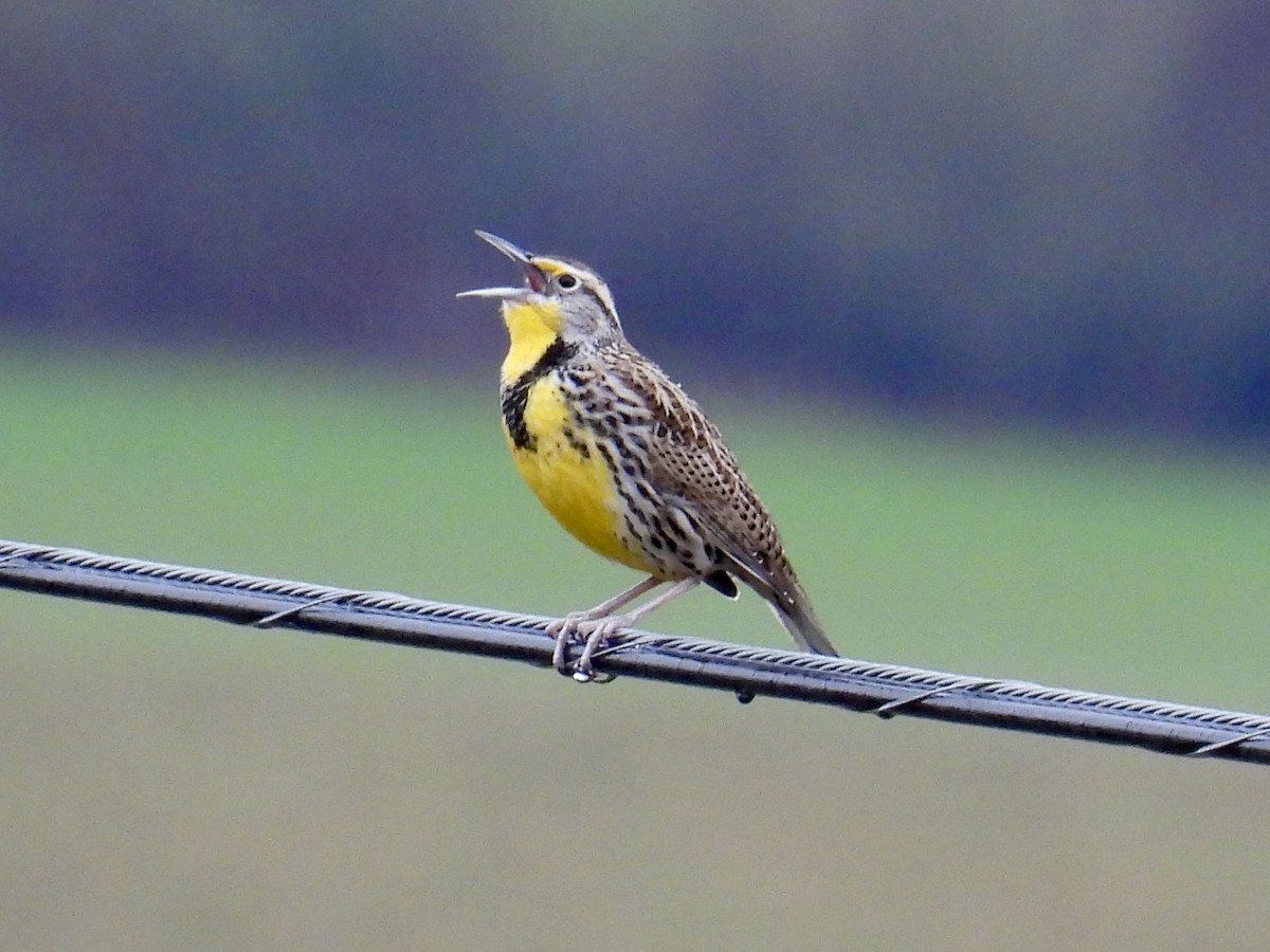 Western Meadowlark - ML627883280