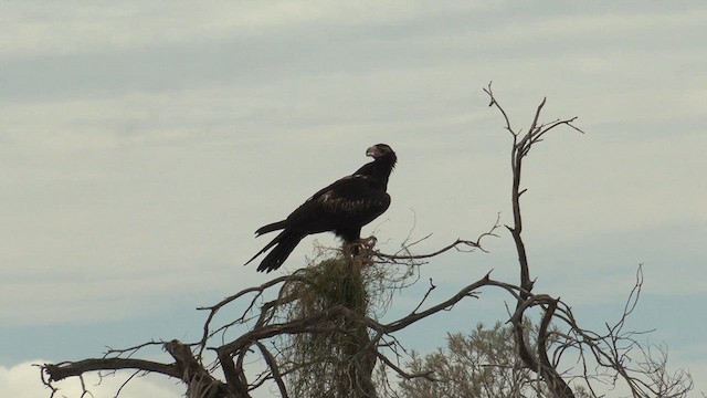 Wedge-tailed Eagle - ML627883303