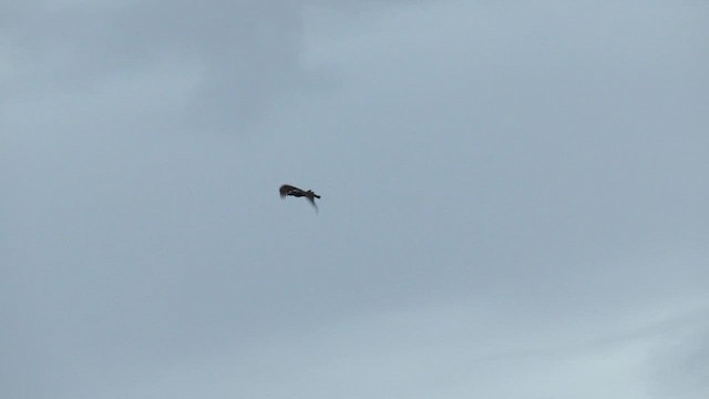 Wedge-tailed Eagle - ML627883304