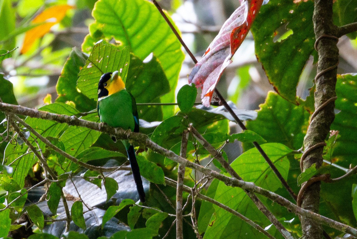 Long-tailed Broadbill - ML627883330