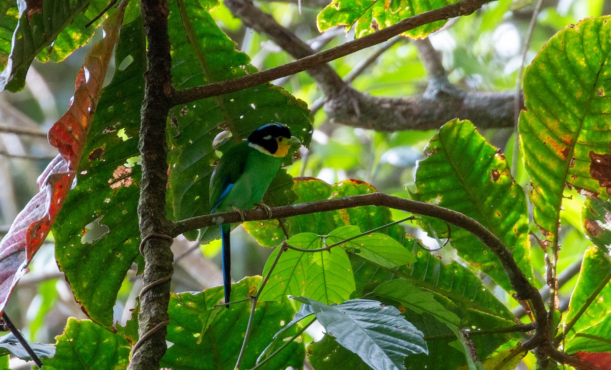 Long-tailed Broadbill - ML627883331