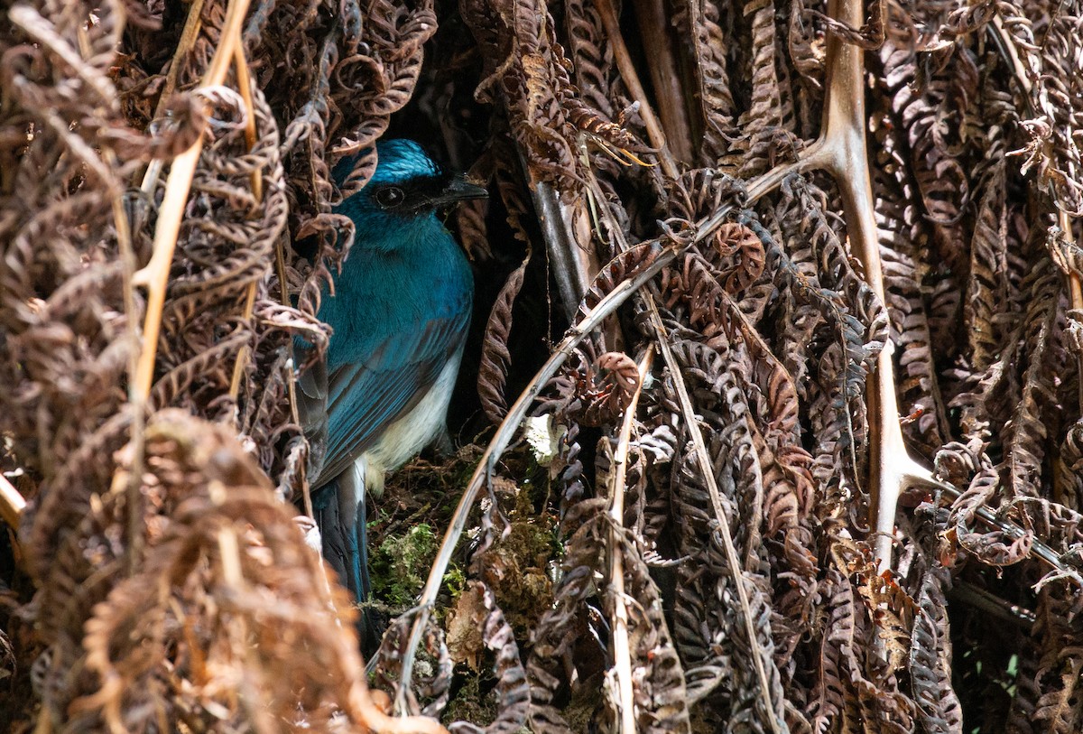 Indigo Flycatcher (Rufous-vented) - ML627883338