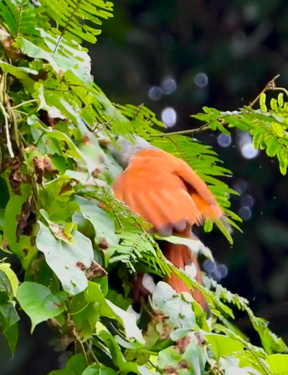 Raffles's Malkoha - ML627883381