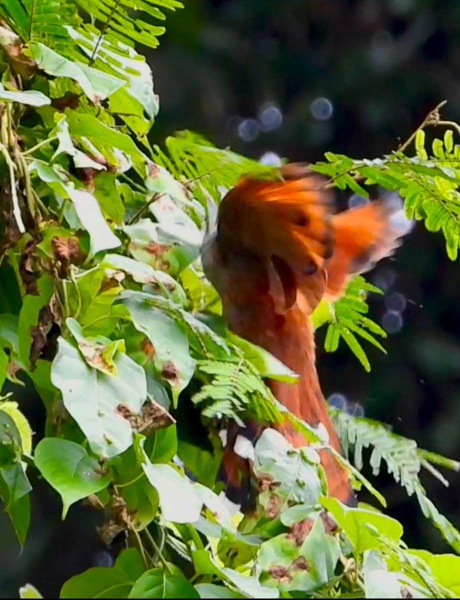 Raffles's Malkoha - ML627883382