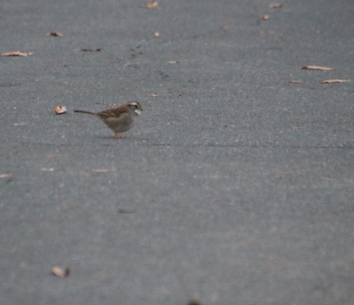 White-throated Sparrow - ML627883435