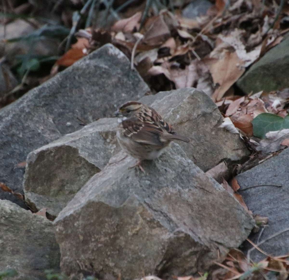 White-throated Sparrow - ML627883465