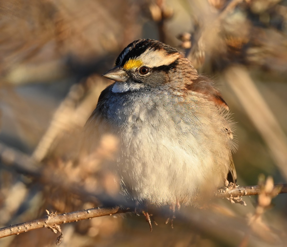 White-throated Sparrow - ML627883546