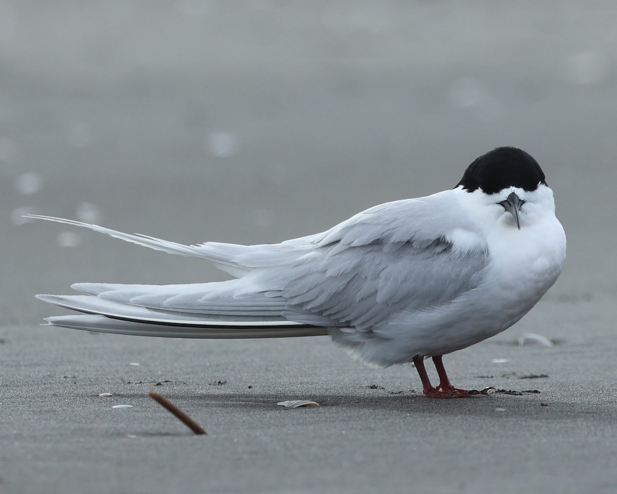 White-fronted Tern - ML627883612