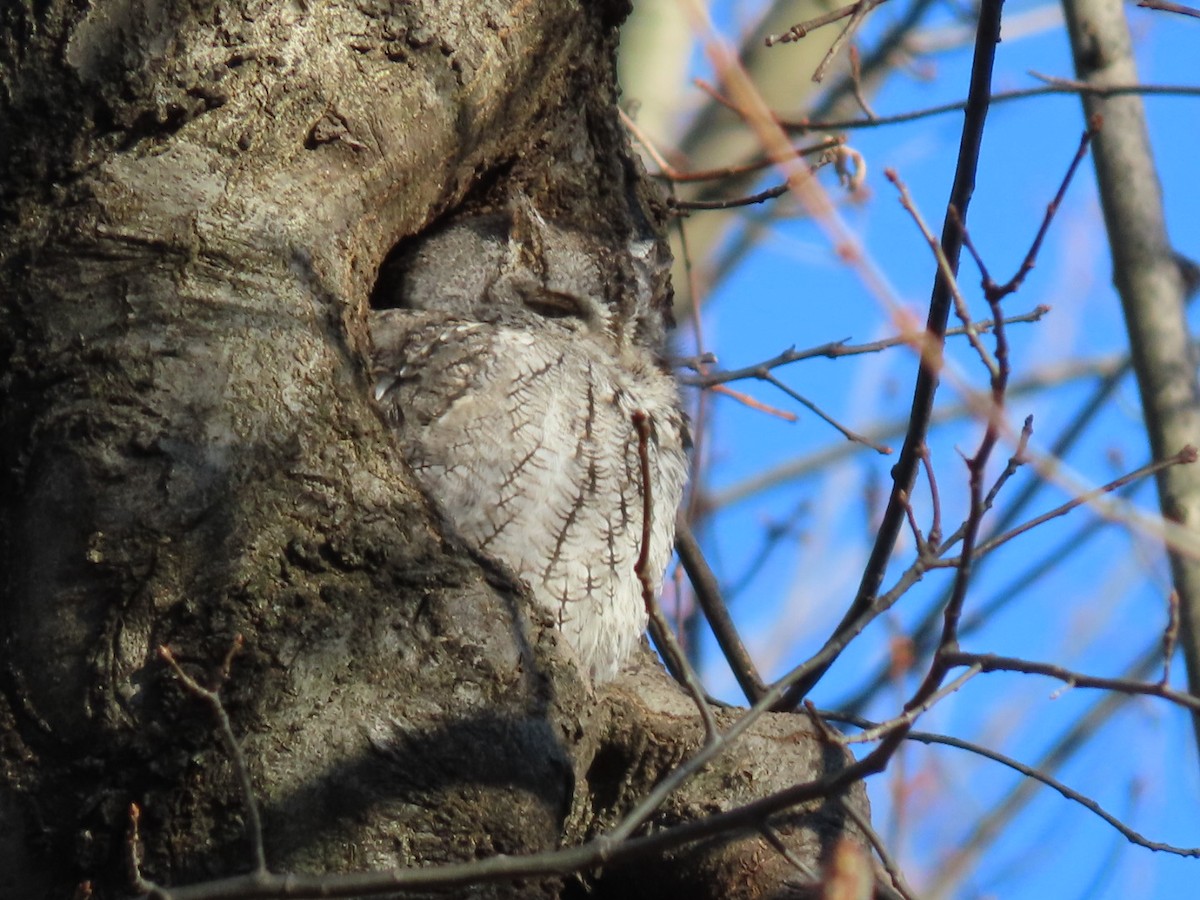 Eastern Screech-Owl - ML627883618