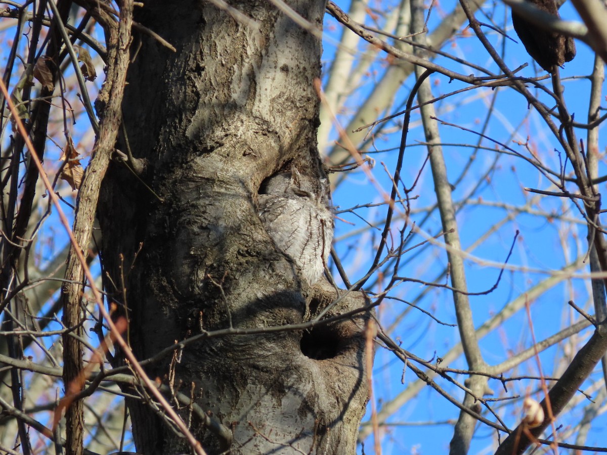 Eastern Screech-Owl - ML627883619