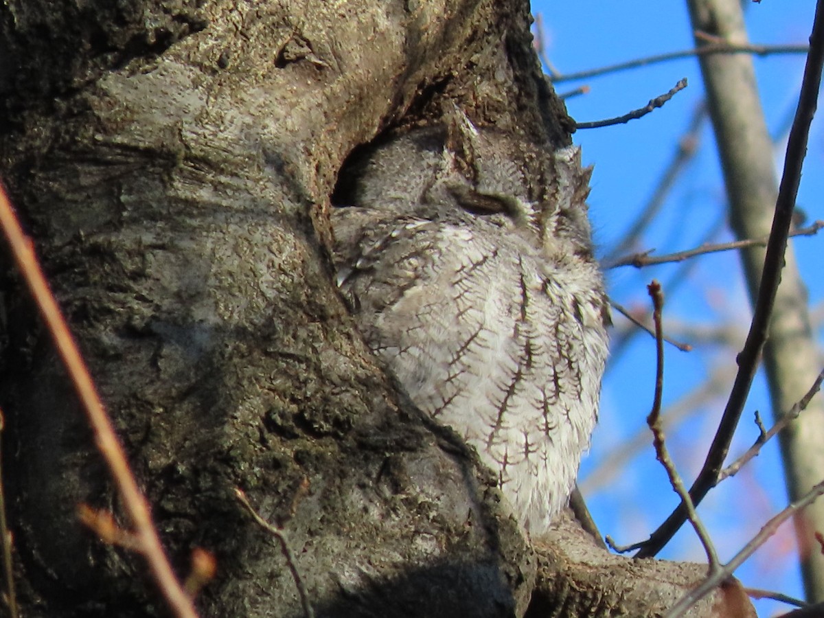 Eastern Screech-Owl - ML627883620