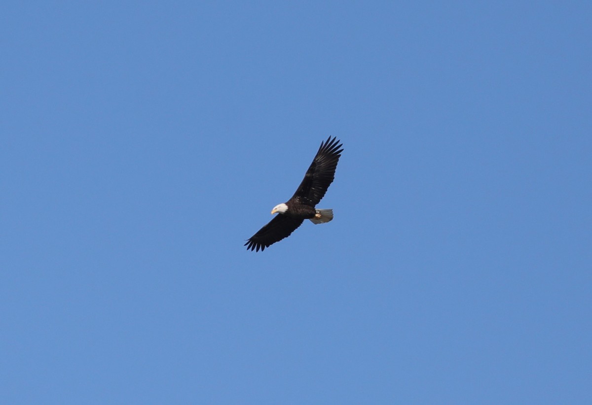 Bald Eagle - ML627883722