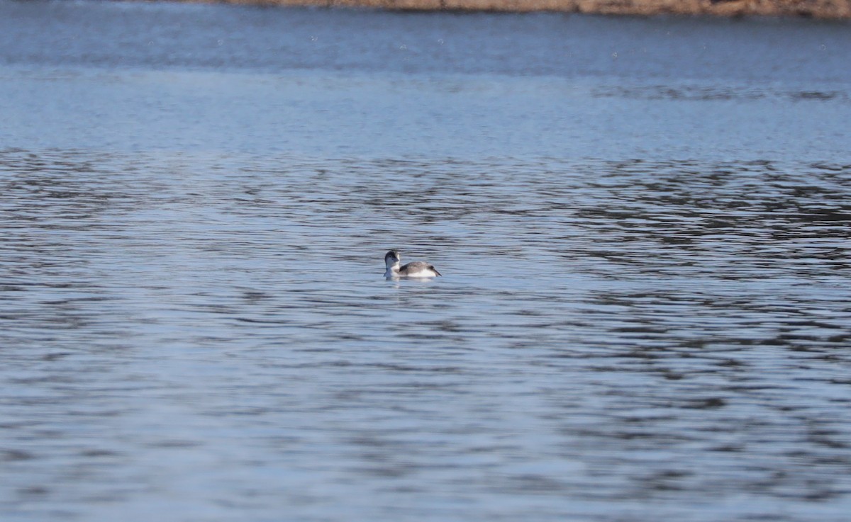 Common Loon - ML627883724
