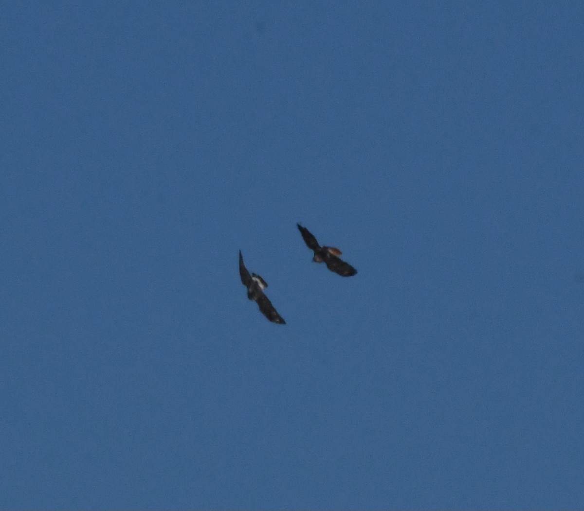 Rough-legged Hawk - ML627883754