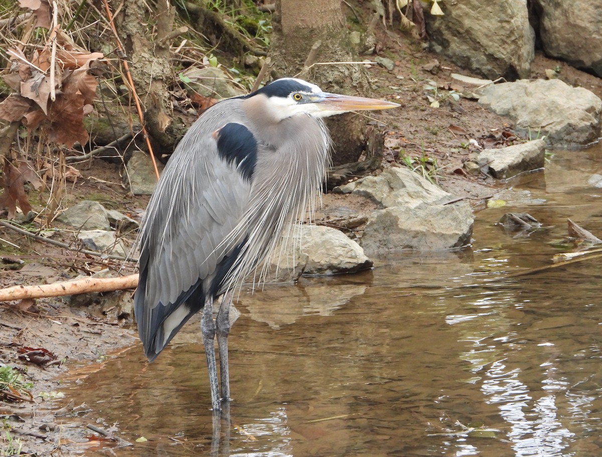 Great Blue Heron - ML627883757