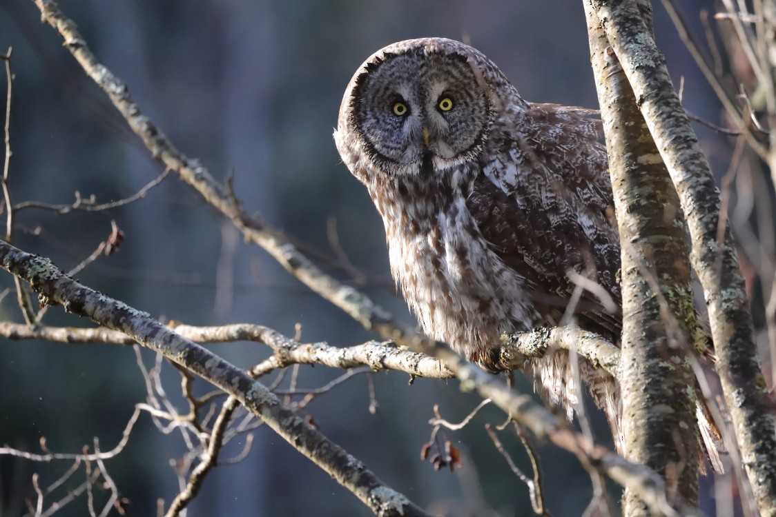 Great Gray Owl - ML627883834