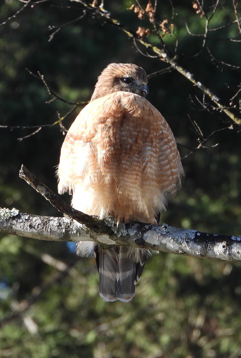 Red-shouldered Hawk - ML627883837