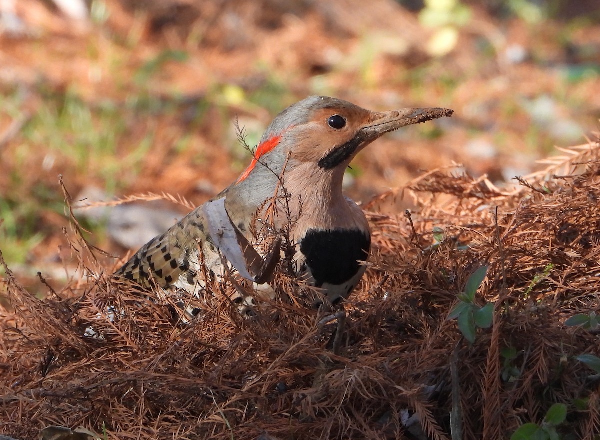 Northern Flicker - ML627883839