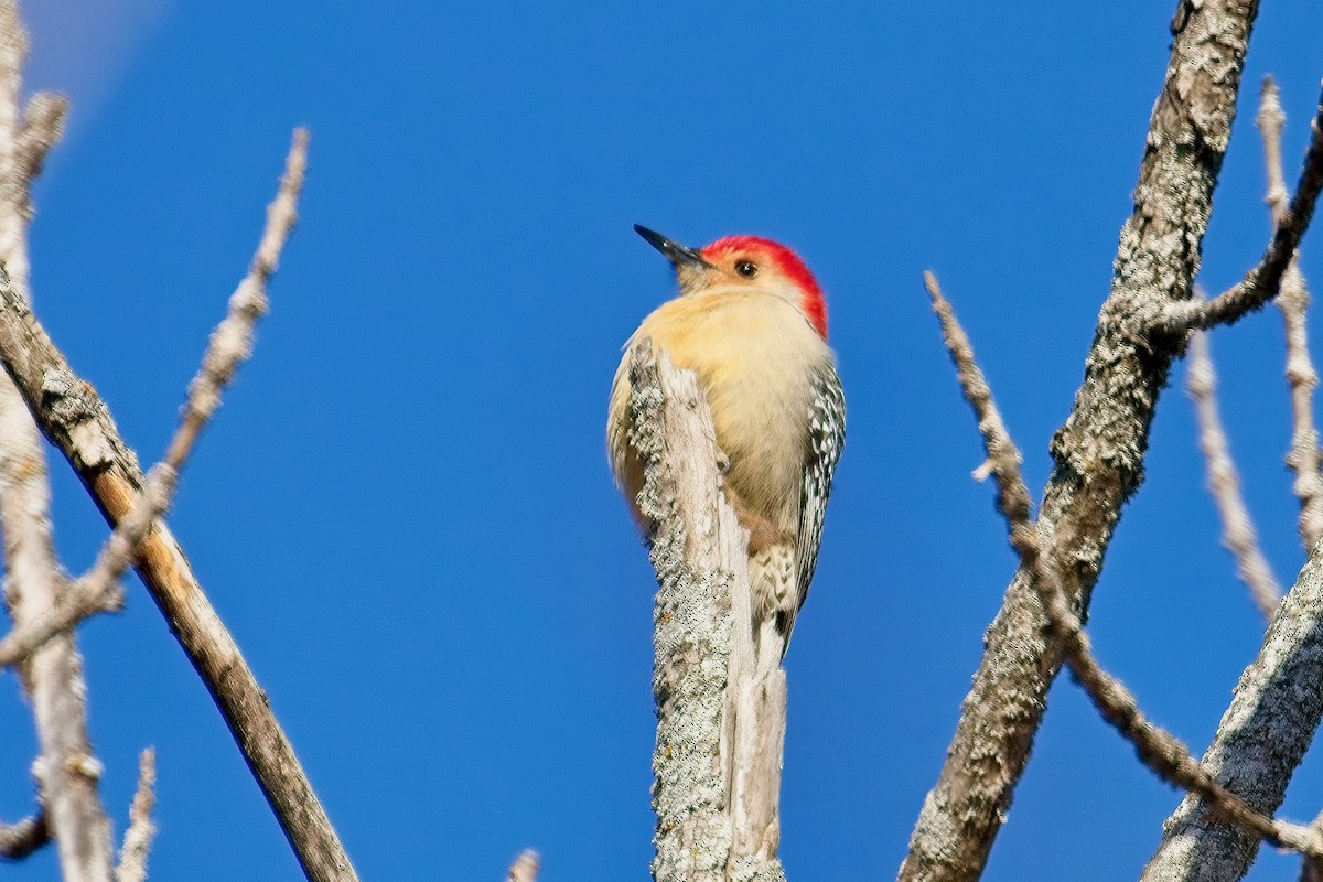 Red-bellied Woodpecker - ML627883840