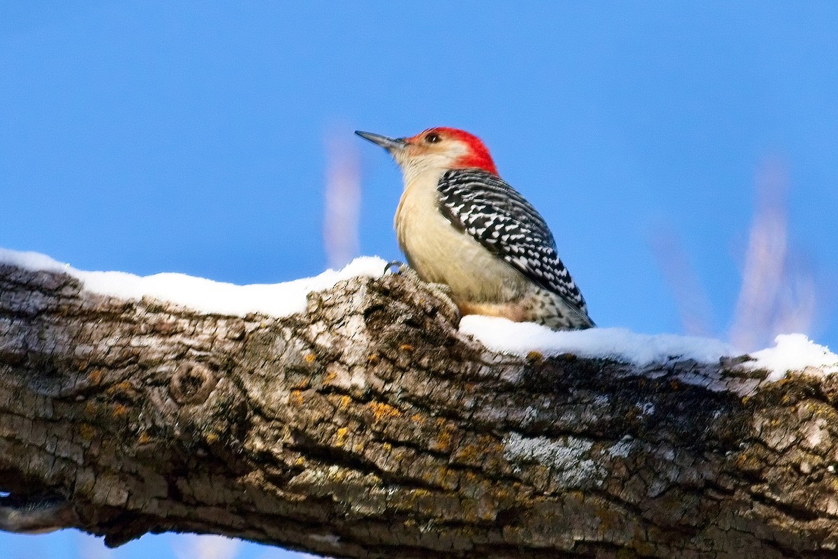 Red-bellied Woodpecker - ML627883841