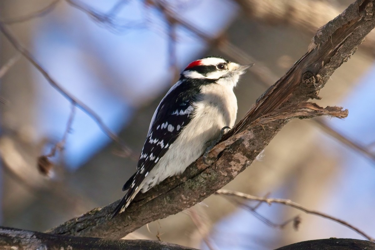 Downy Woodpecker - ML627883845