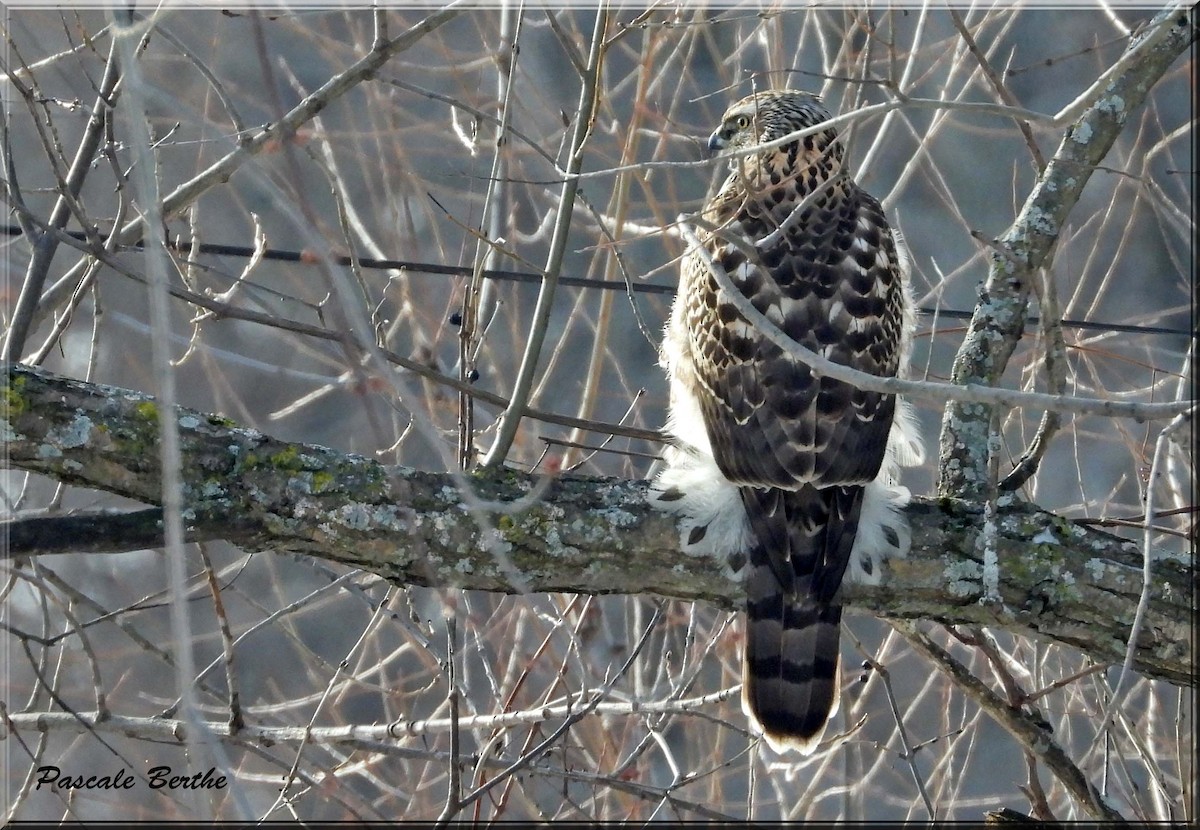 American Goshawk - ML627883847