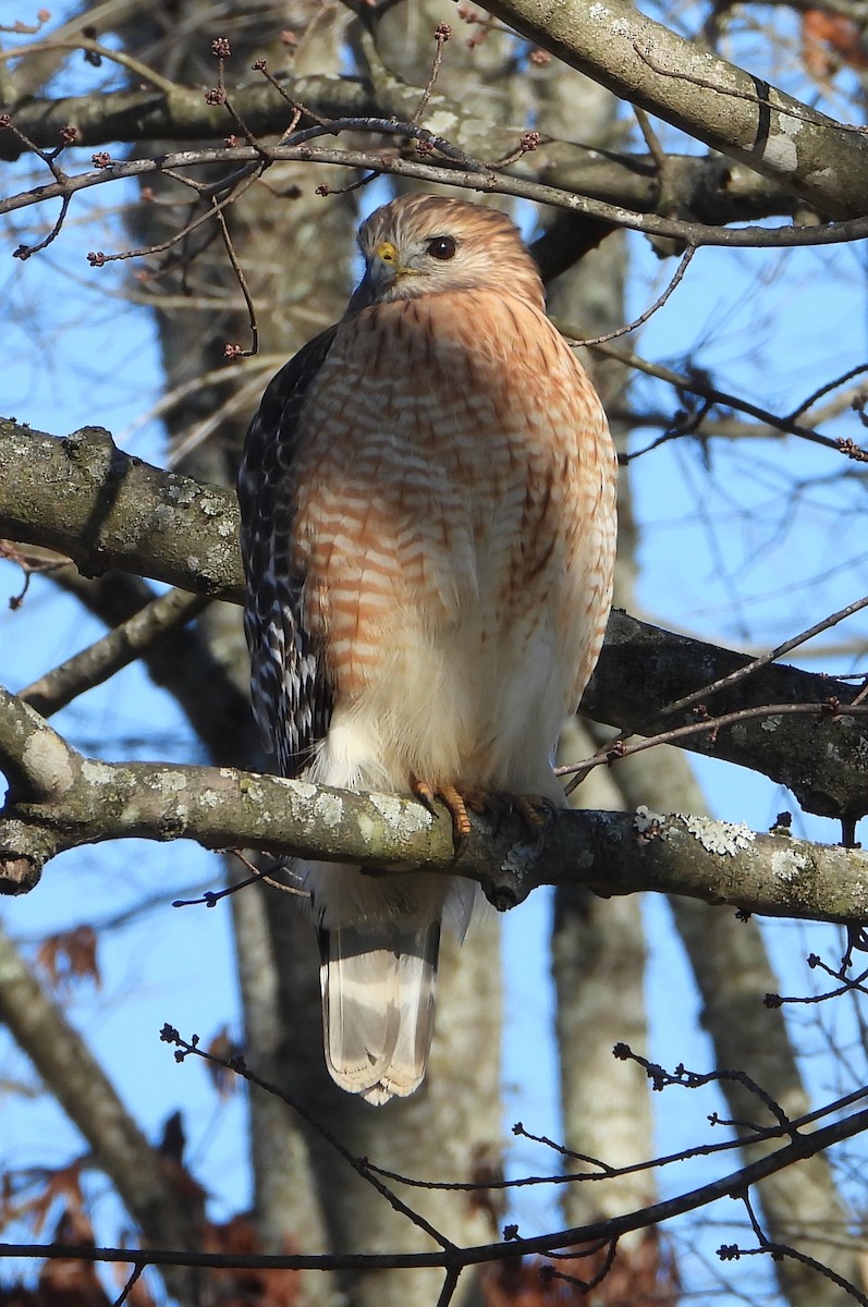 Red-shouldered Hawk - ML627883850