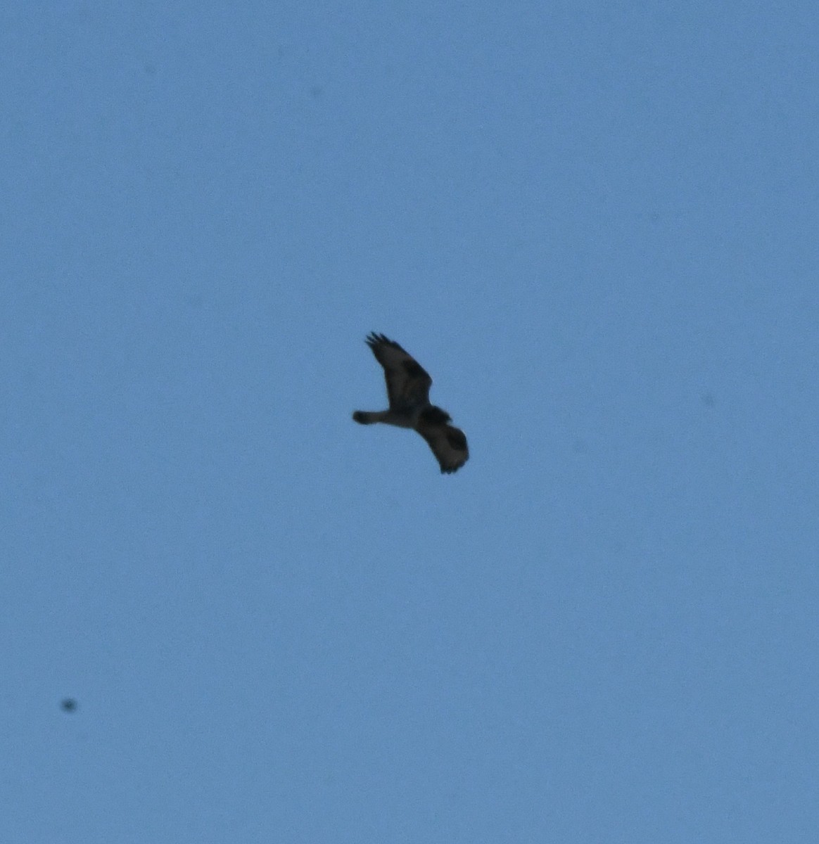 Rough-legged Hawk - ML627883853