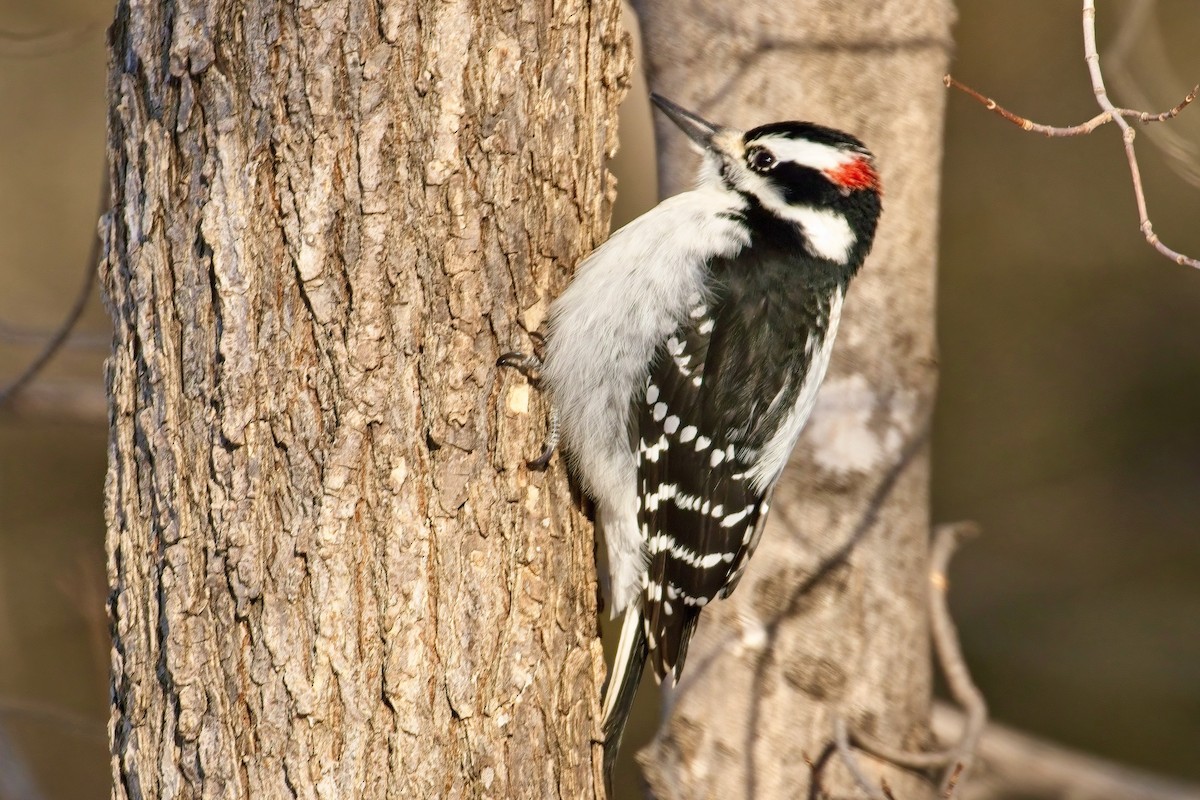 Hairy Woodpecker - ML627883854