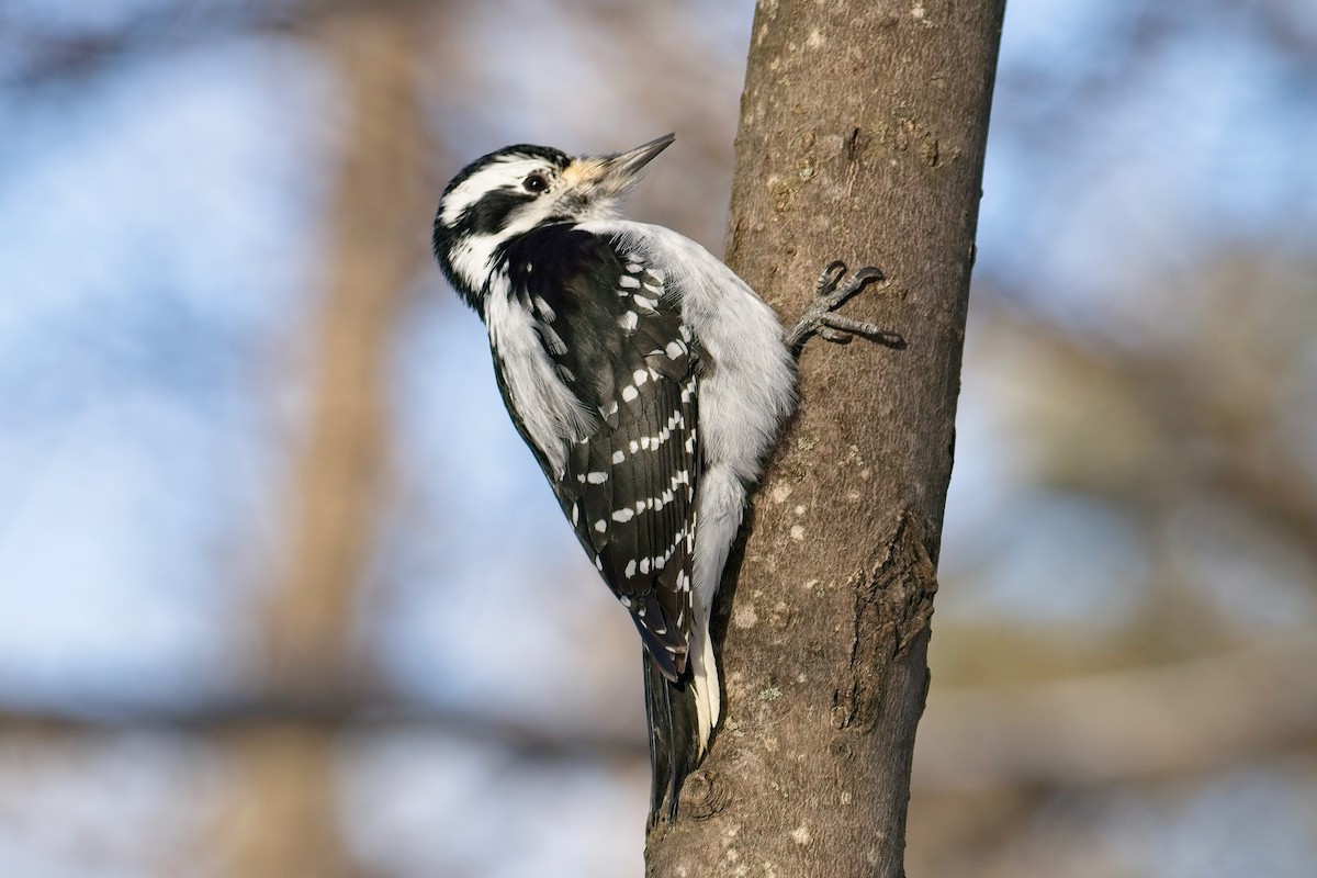 Hairy Woodpecker - ML627883855