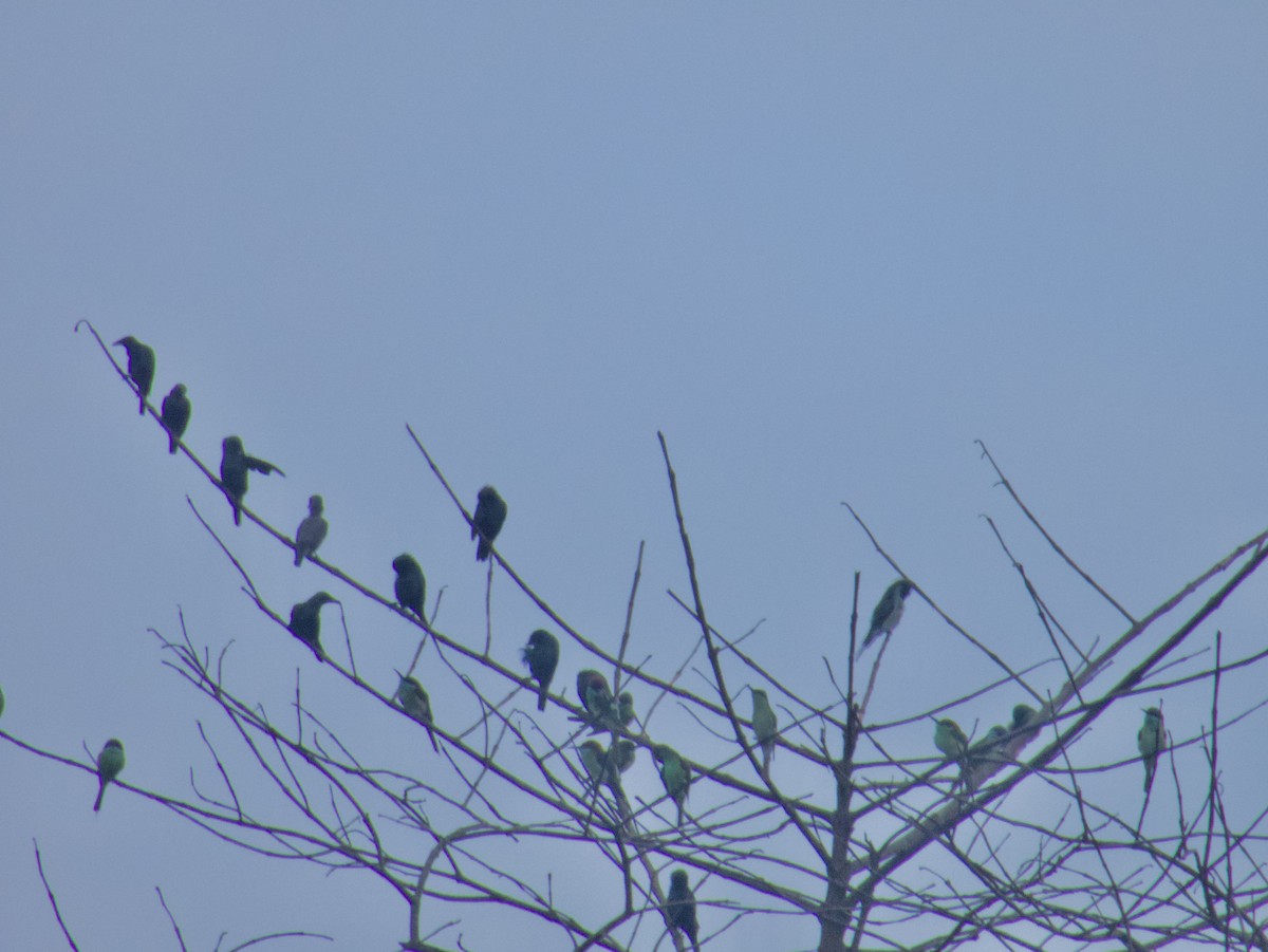 Blue-throated Bee-eater - ML627883859