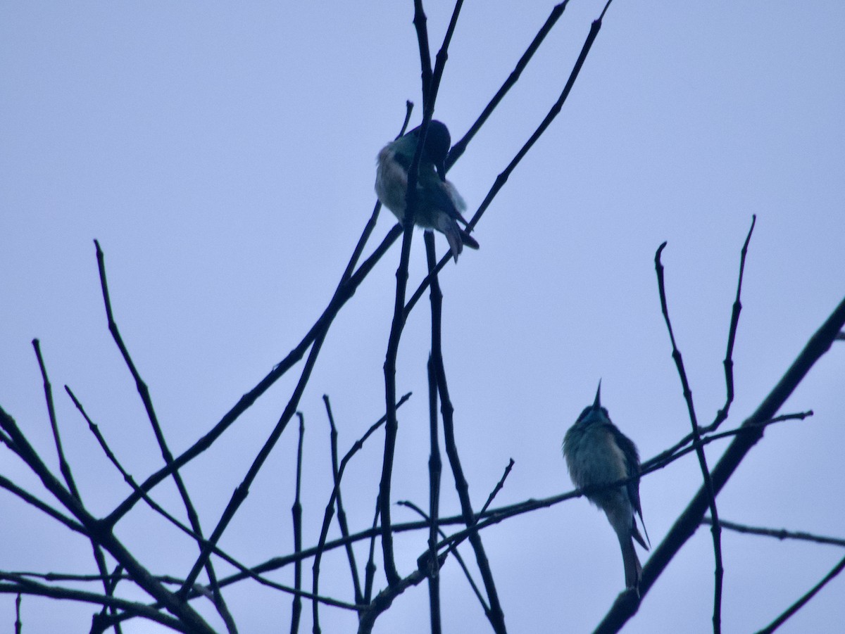 Blue-throated Bee-eater - ML627883860