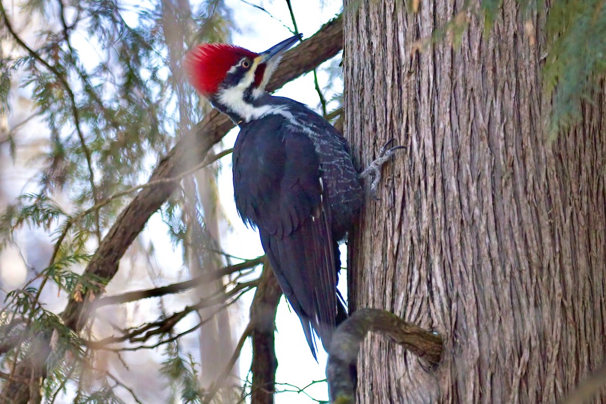 Pileated Woodpecker - ML627883861