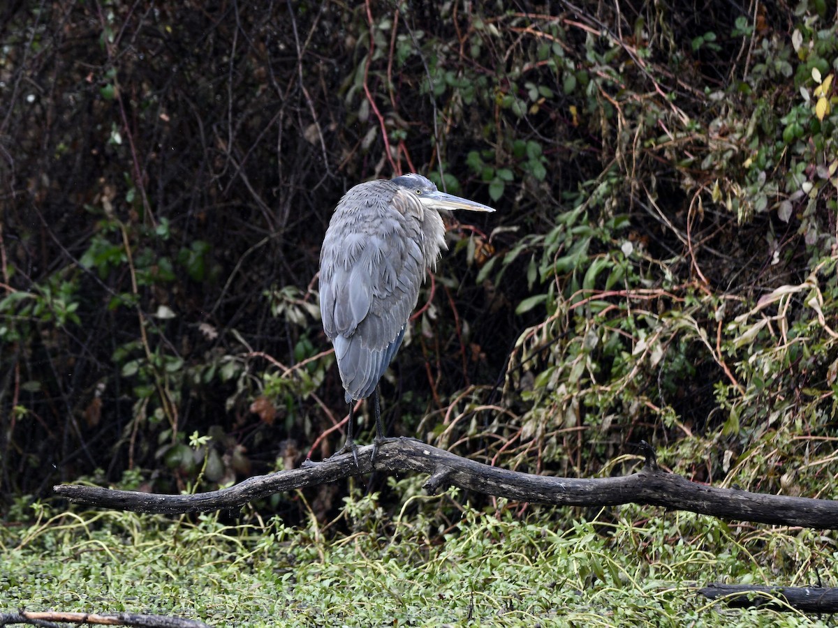 Great Blue Heron - ML627883871