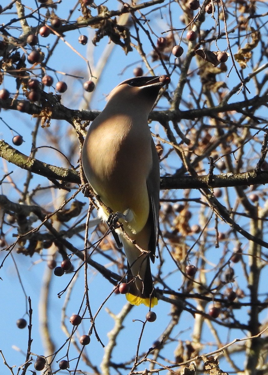 Cedar Waxwing - ML627883873