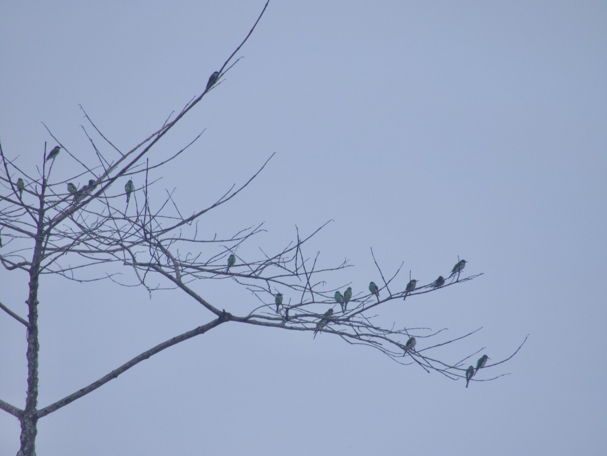 Blue-throated Bee-eater - ML627883947