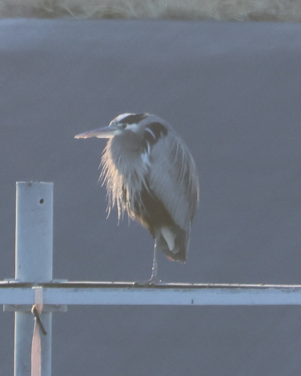 Great Blue Heron - ML627883994