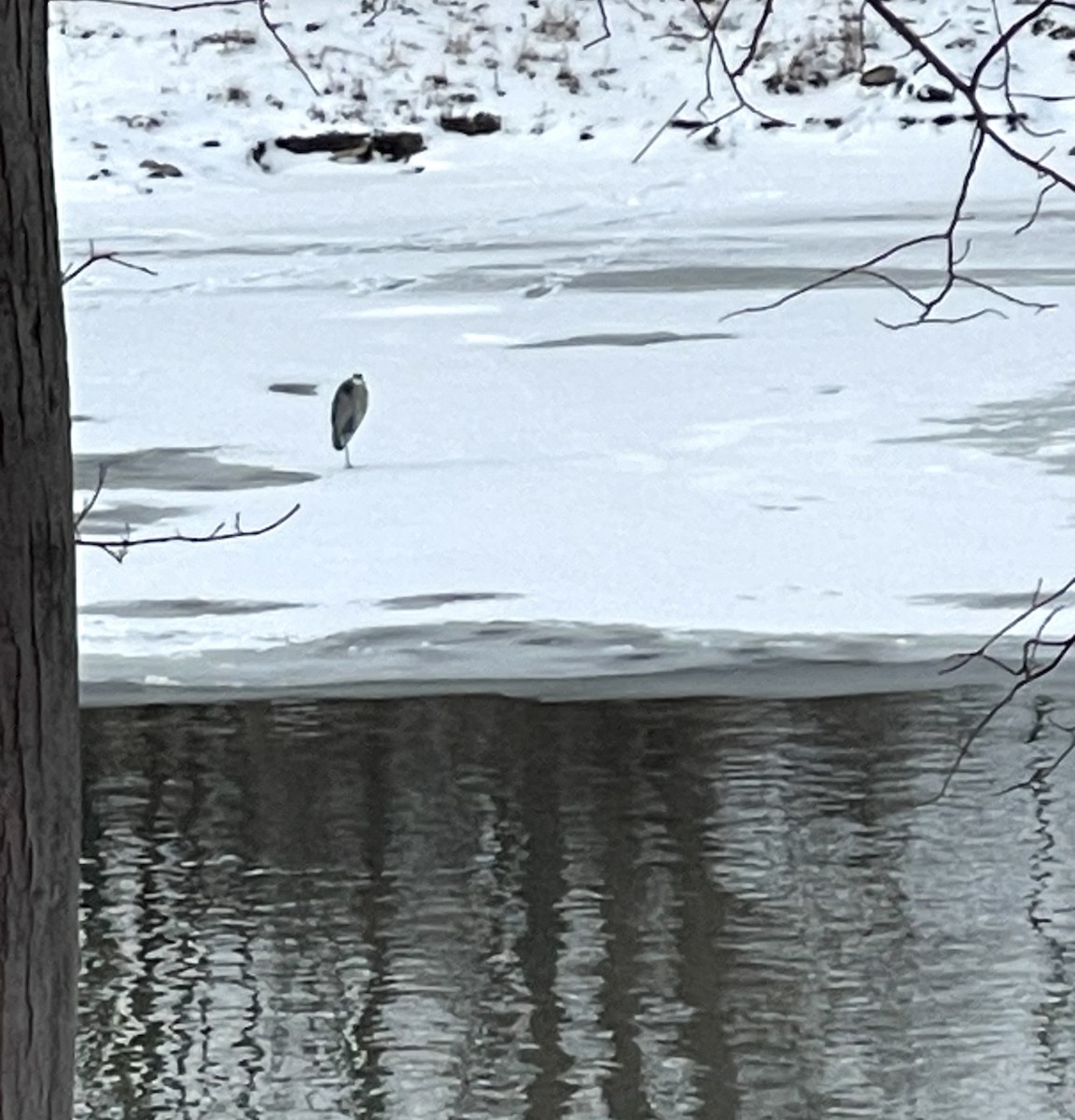 Great Blue Heron - ML627884012