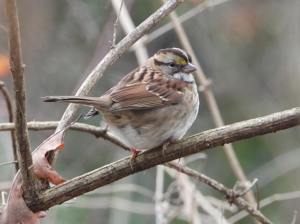 White-throated Sparrow - ML627884017