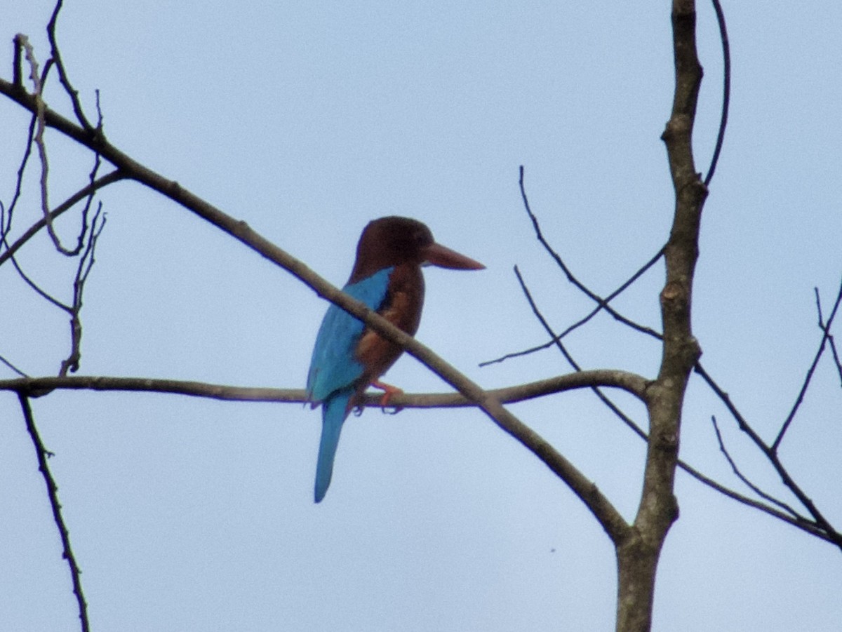 White-throated Kingfisher - ML627884018