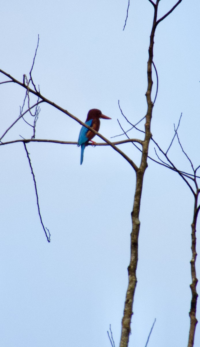 White-throated Kingfisher - ML627884019