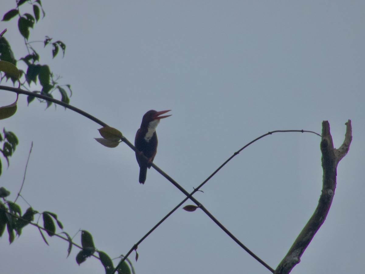 White-throated Kingfisher - ML627884020