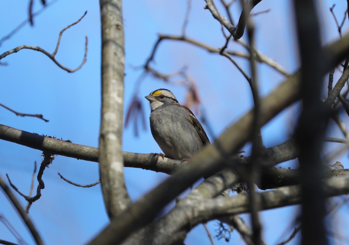 White-throated Sparrow - ML627884061