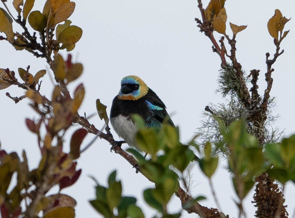 Golden-hooded Tanager - ML627884087